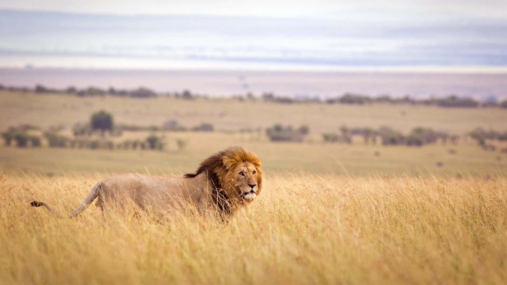 A male lion standing in tall golden grass on the African savanna during a Serengeti safari