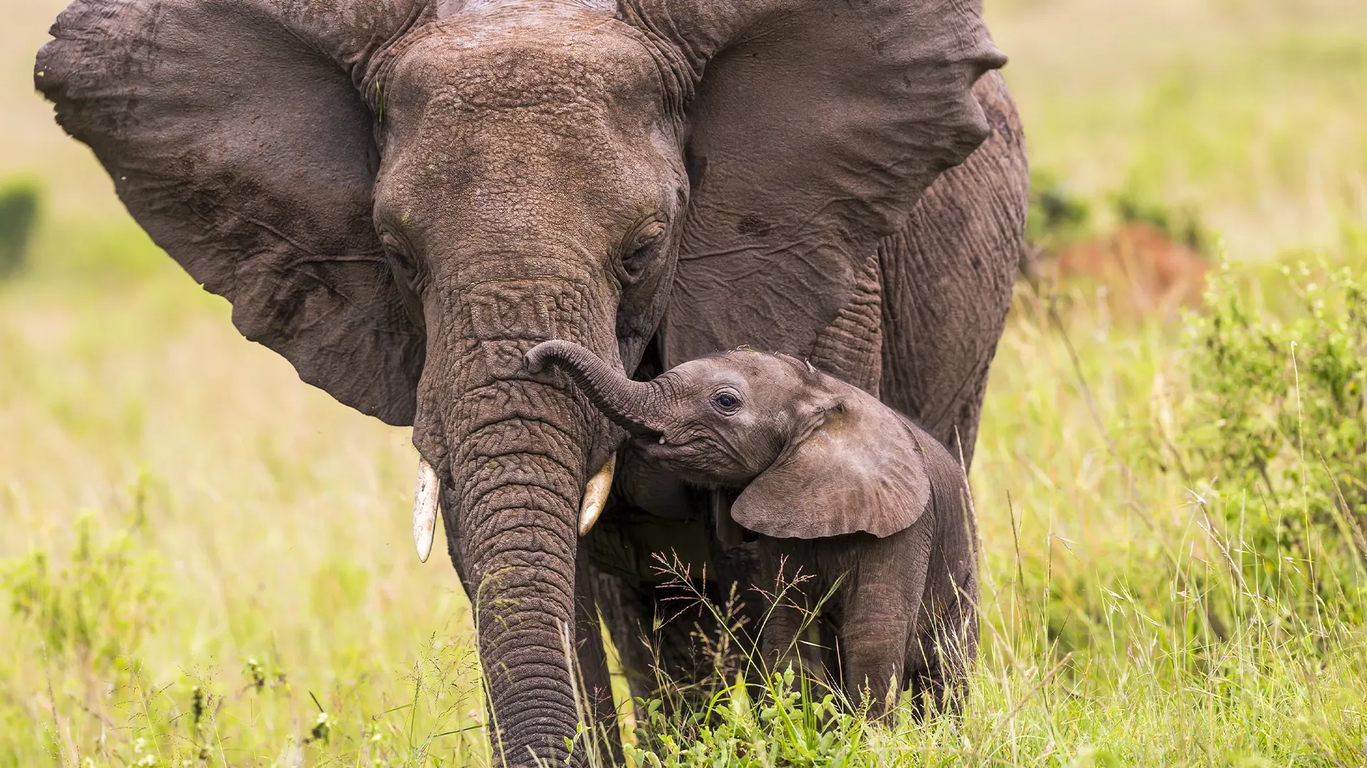 An adult elephant stands protectively beside its calf in the grasslands.