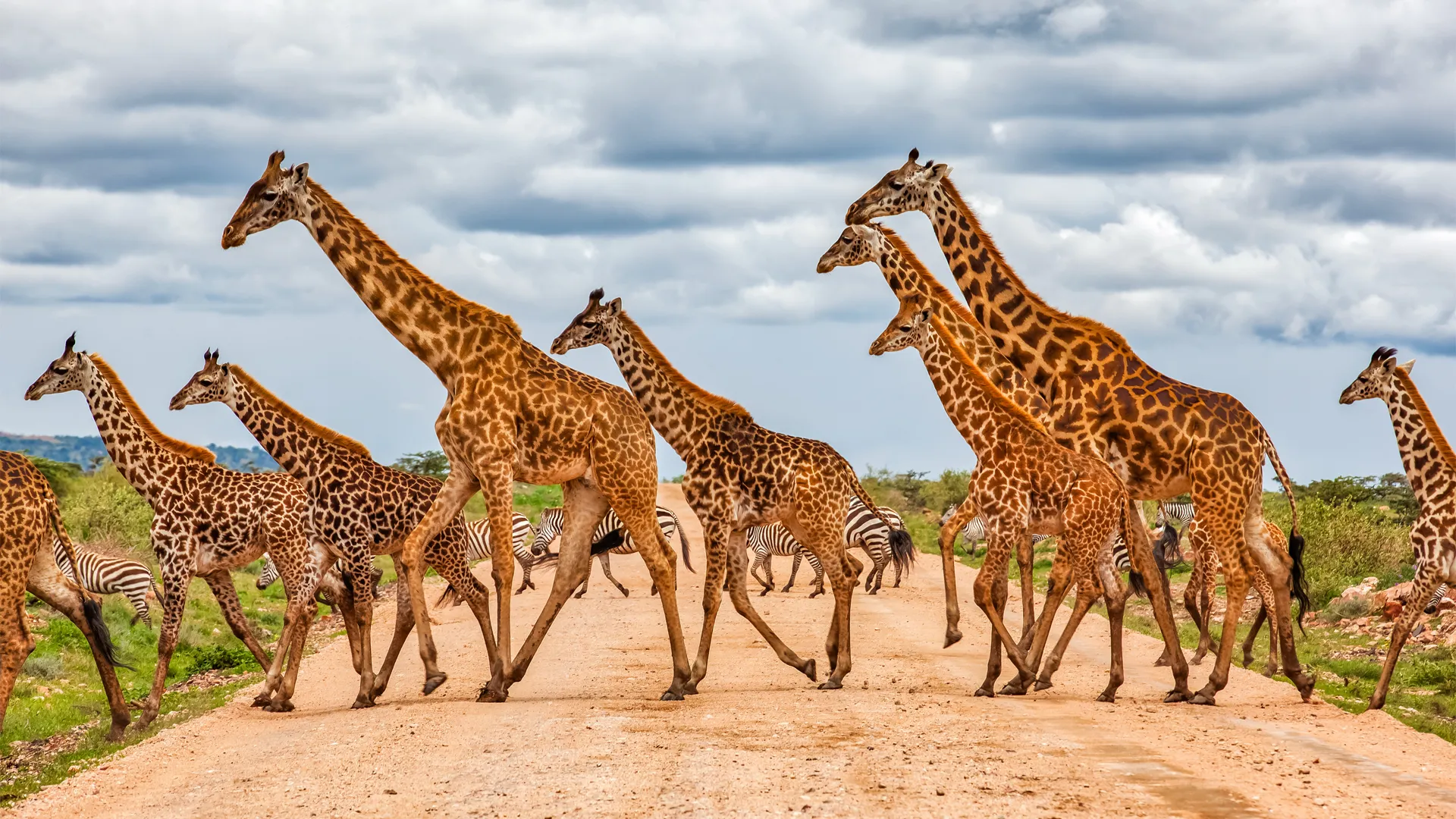 A herd of giraffes crossing a dirt road under a dramatic cloudy sky during Tanzania Classic Safari.