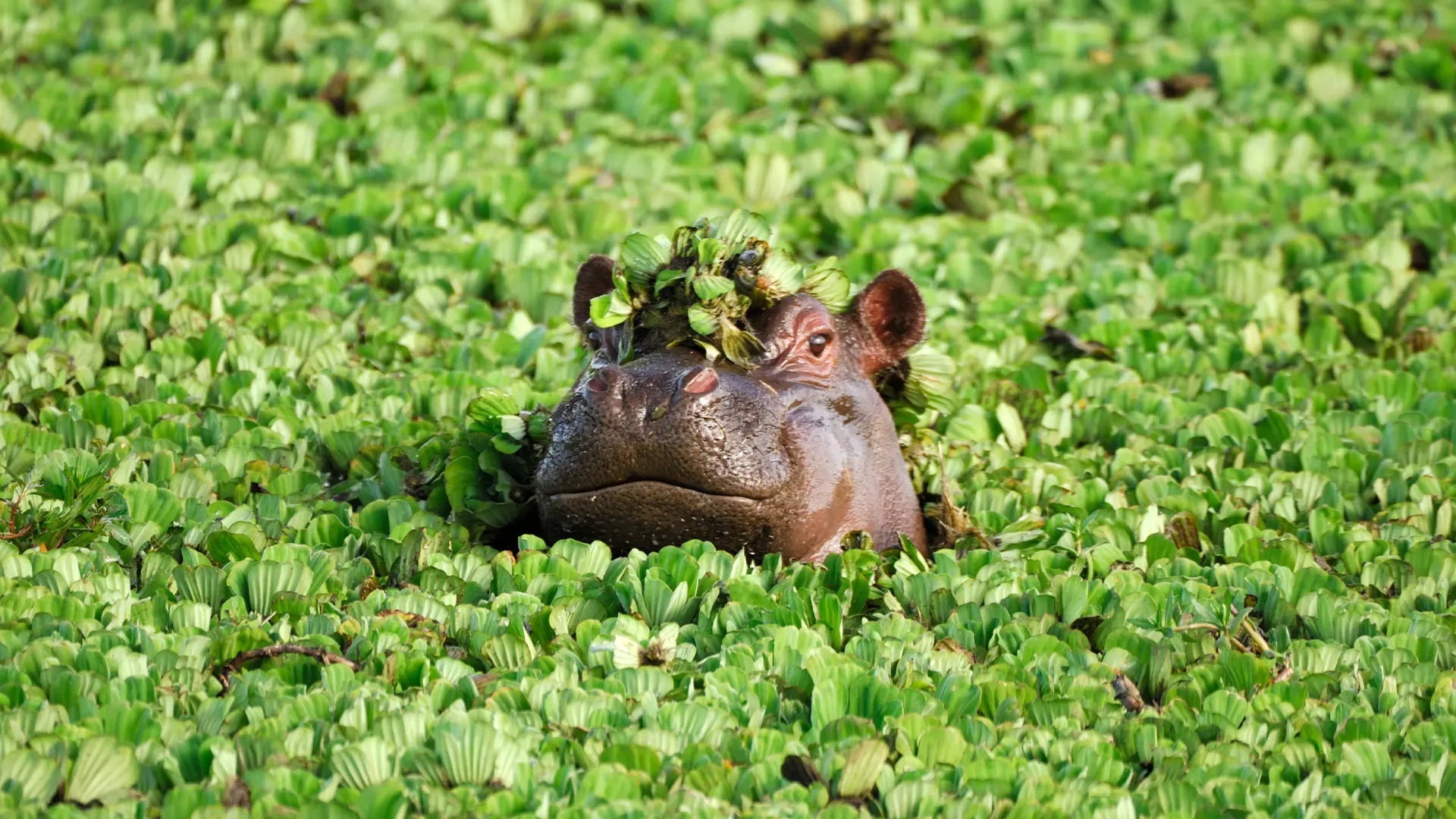 A hippopotamus rests among green water plants in a lush wetland during Tanzania Classic Safari & Zanzibar tour.