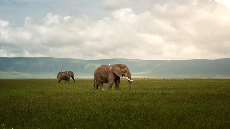Due elefanti camminano attraverso le praterie del cratere di Ngorongoro sotto un cielo nuvoloso e suggestivo durante un safari in Tanzania.