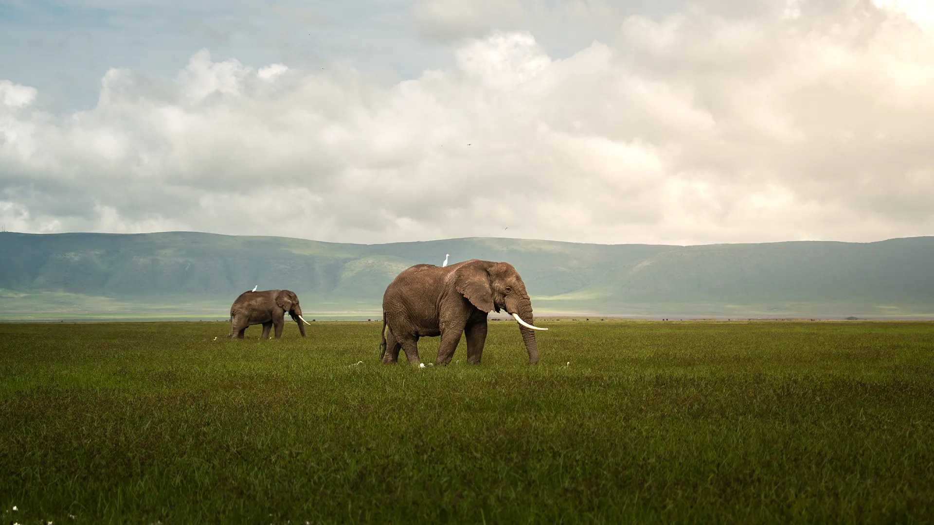 Two elephants walking across the grasslands of Ngorongoro Crater under a dramatic cloudy sky during Tanzania Highlights Safari.