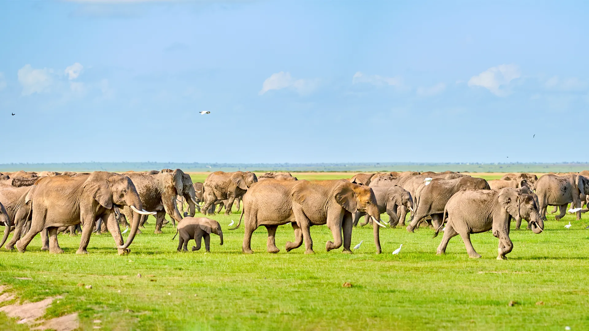 A herd of elephants, including a calf, walking across lush green grasslands under a clear blue sky during Tanzania Signature Safari.