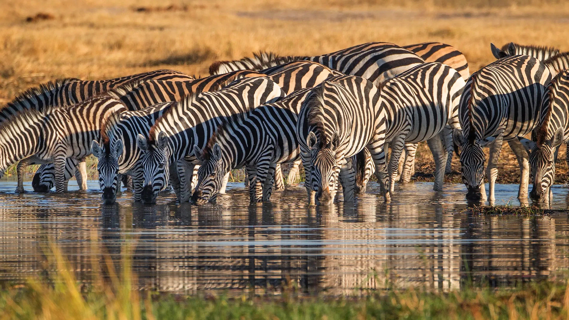A herd of zebras drinks from a waterhole in the golden savanna on your Tanzania wildlife safari.