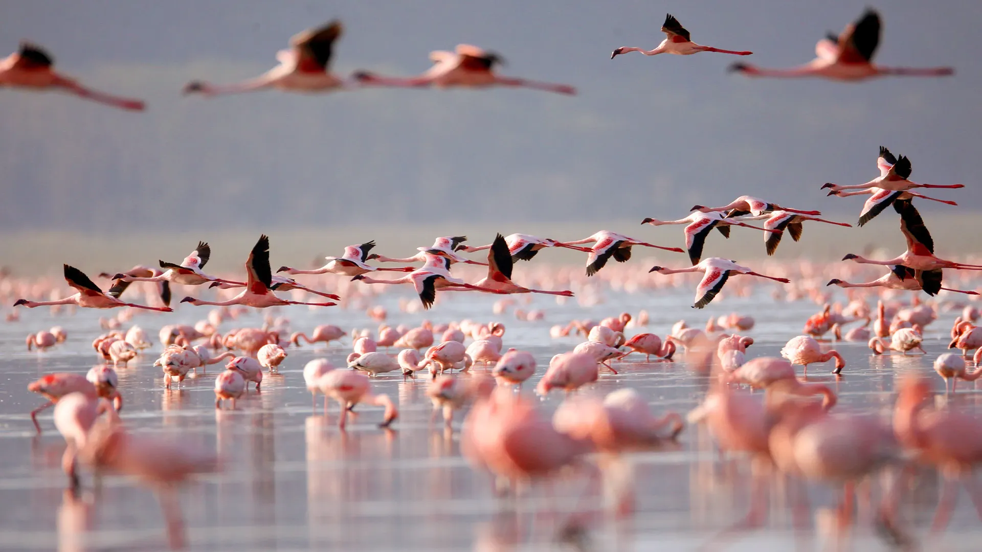 A flock of flamingos flies over a lake filled with more flamingos during Tarangire & Ngorongoro Crater Safari.