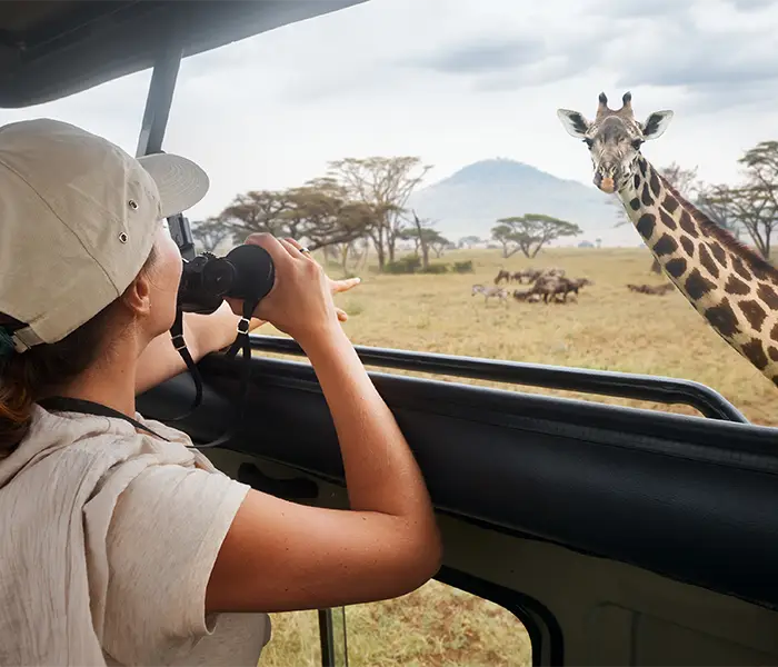 Tourist with binoculars looking at a giraffe during a safari.
