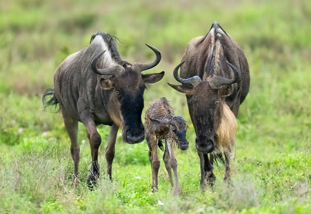 两只成年角马带着一头新生幼崽 两只成年角马带着一头新生幼崽。.