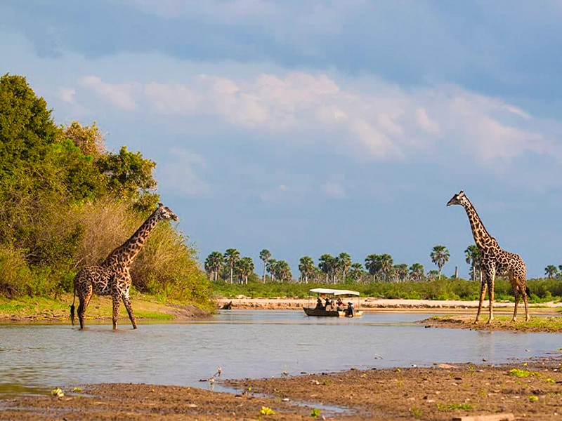 Two giraffes standing in shallow water on opposite sides of a small river, observing a boat carrying tourists.