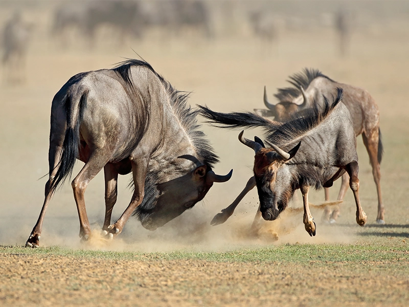Two male wildebeest fighting by locking horns and kicking up dust on a dry open savanna