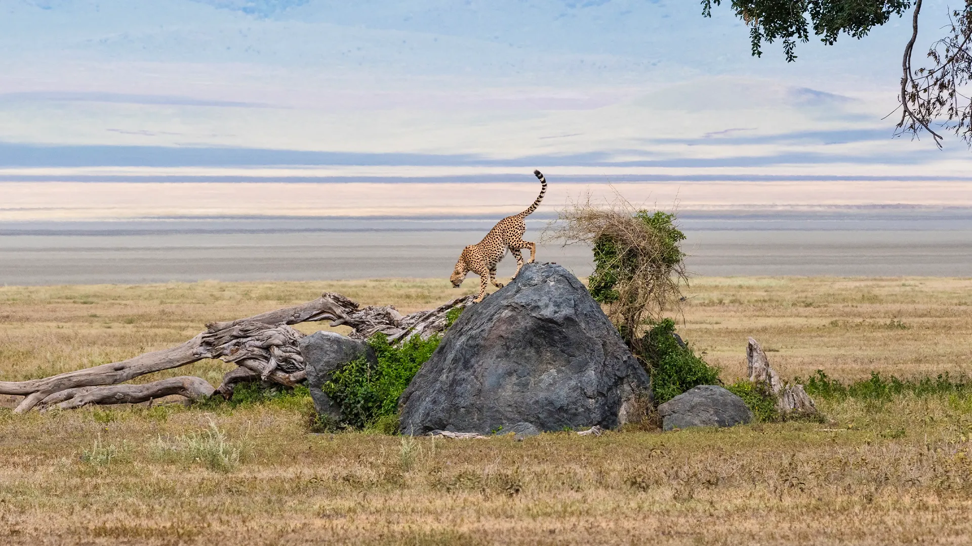 Ultimate Tanzania Safari