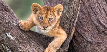 写真家を見つめるかわいいライオンの子.jpg