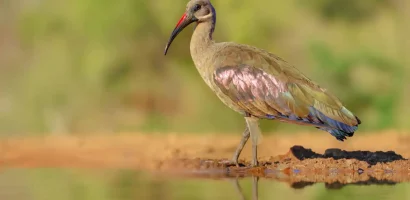 A-hadeda-ibis-at-Lake-Manyara-Tanzania-1-scaled.jpg