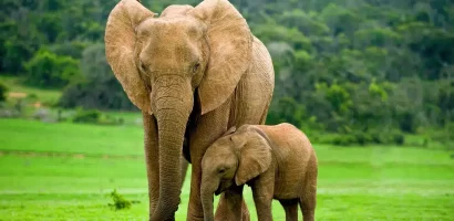 Een volwassen Afrikaanse olifant met zijn kalf in de Ngorongoro-krater in Tanzania.jpg