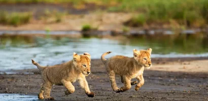 Lion-cubs-running-along-the-riverbank-in-Serengeti-National-Park-Tanzania.jpg