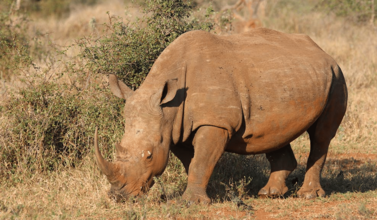 Rhino in katavi national park
