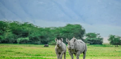 Rhinos-on-the-lush-grasslands-of-Ngorongoro-Crater-Tanzania.jpg