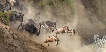 The-wildebeest-migration-in-the-Mara-River-Tanzania.jpg