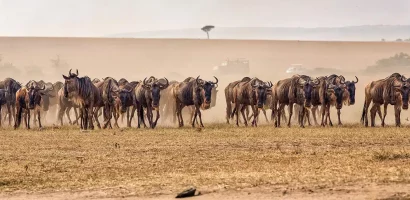 Wildebeest-Migration-at-Serengeti-National-Park-Tanzania-1.jpg