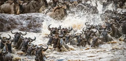Gnus wandern über den Mara-Fluss in der Serengeti, Tansania.jpg