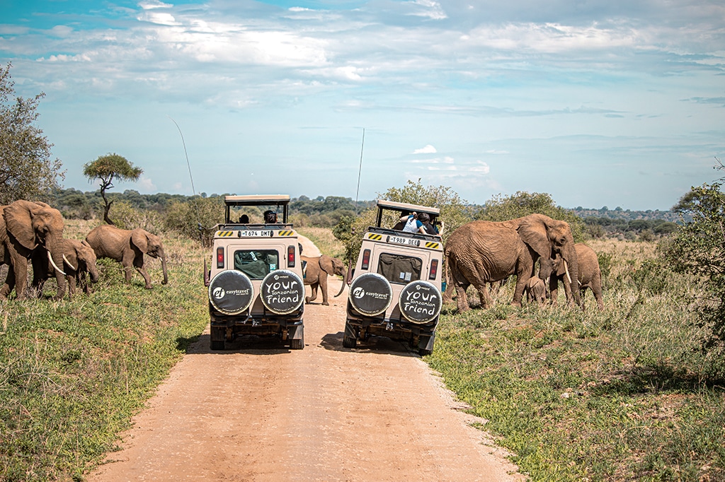 Twee safarivoertuigen op een onverharde weg, omringd door een kudde olifanten in een grassige savanne onder een blauwe lucht.