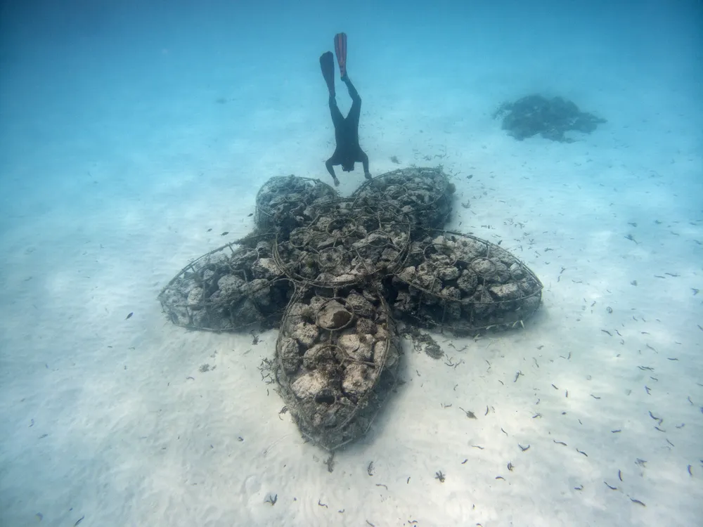 mnemba island travel guide 2 1