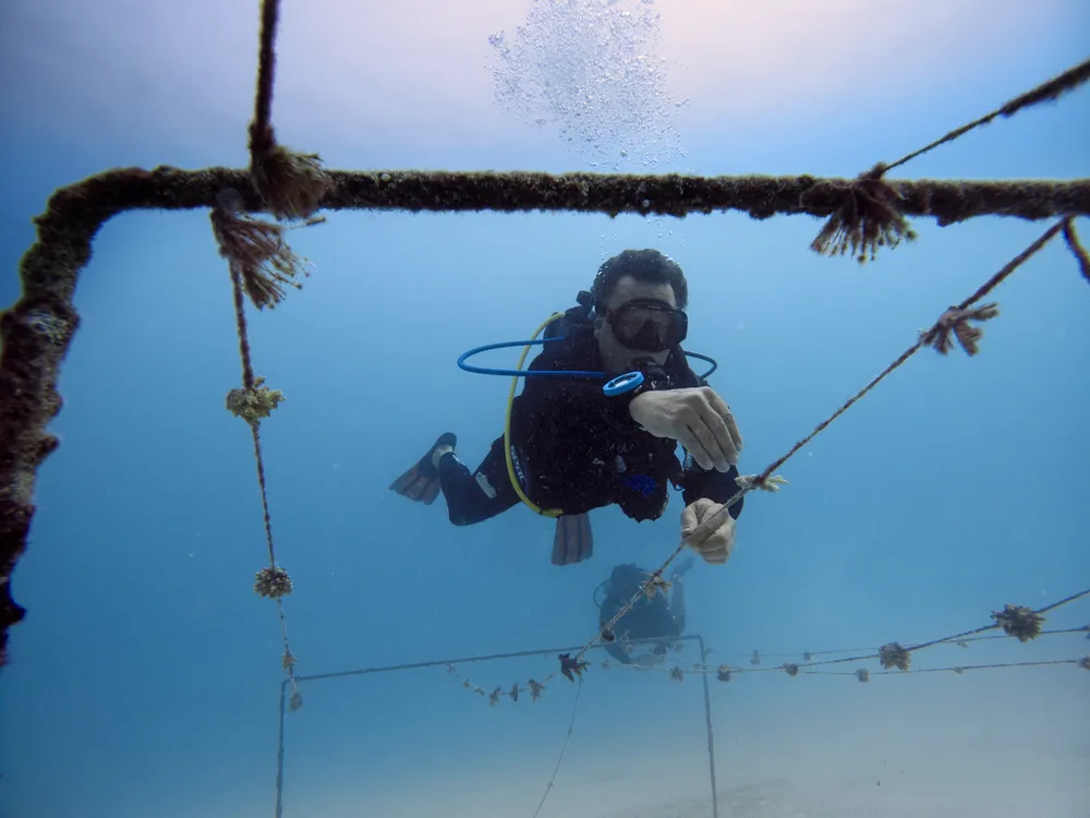 mnemba island travel guide 3